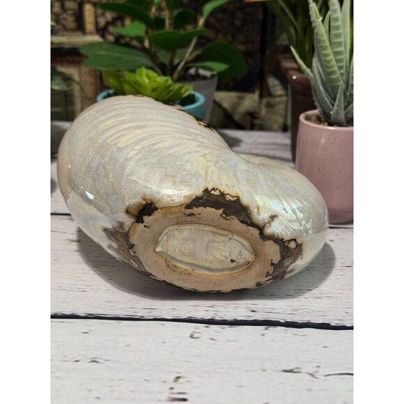 Pearlized Nautilus Shell Planter Or Display Accent - Picture 2 of 8